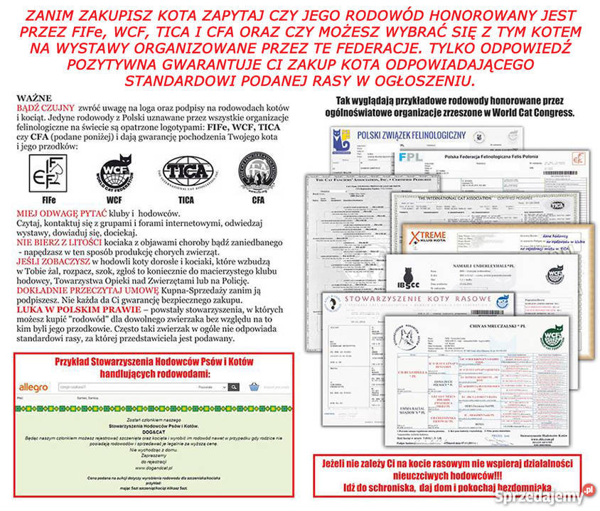 Kotka Brytyjskie Długowłose Liliowy Szylkret Radom