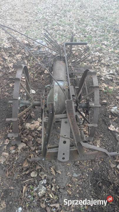 kopaczka gwieździsta Przysucha