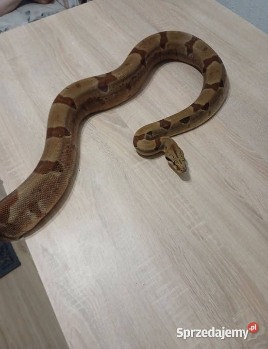 boa imperator Siedlce