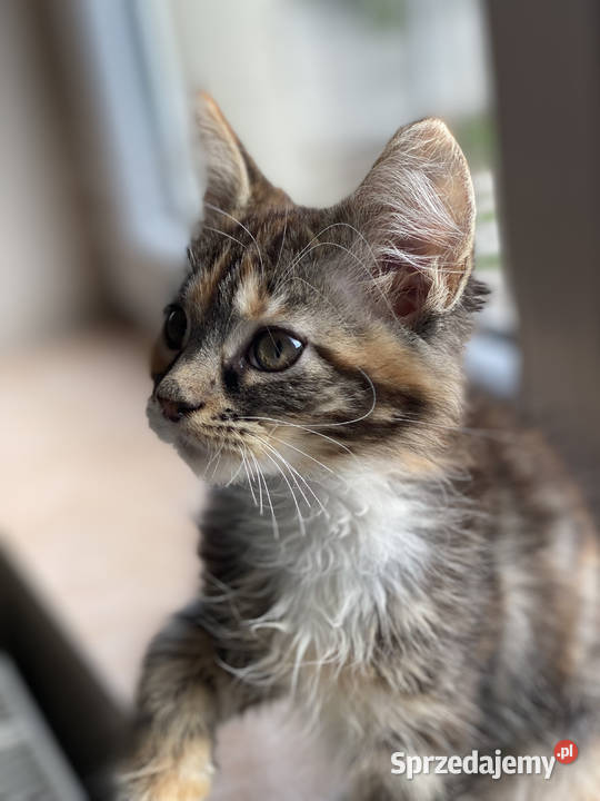Kotki maine coon szylkretki Góra Kalwaria sprzedam