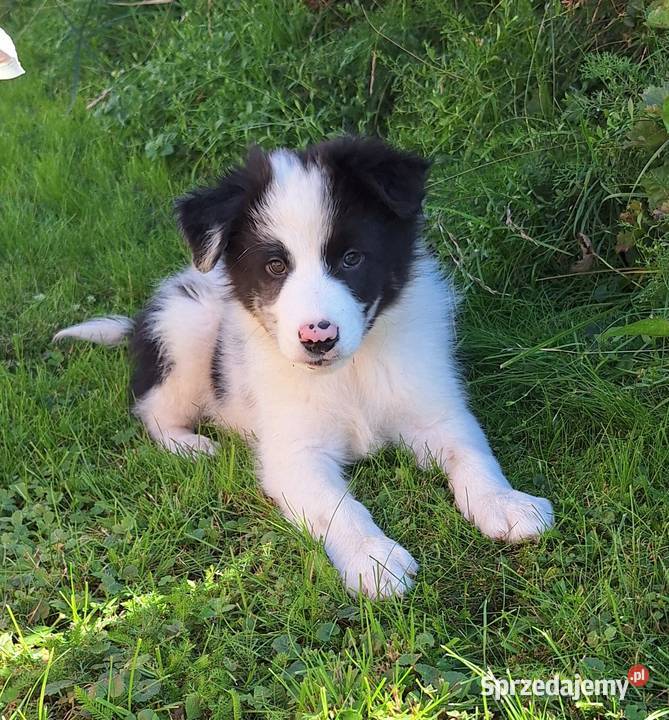 Border collie piesek do odbioru małopolskie Jabłonka sprzedam