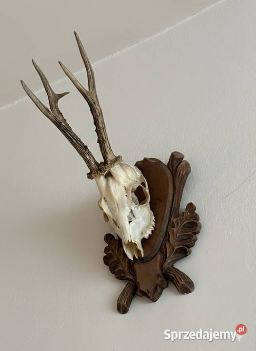 Trofeum myśliwskie Proszowice sprzedam