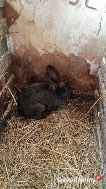 Młode samce podkarpackie Obarzym