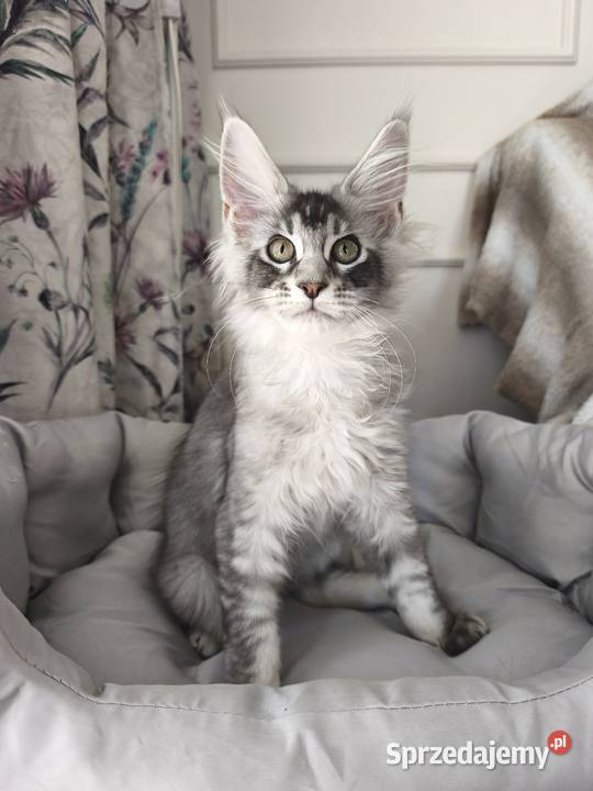 Kocurek Maine coon Amon Lipa