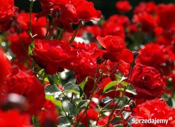 sadzonki róż RÓŻE HURT Radom