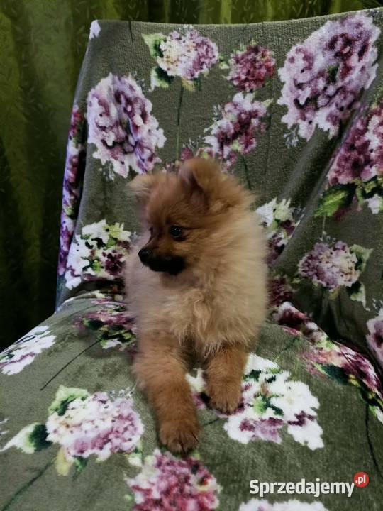 Piękny Mały Szpic Niemiecki rodzice FCI Krapkowice sprzedam