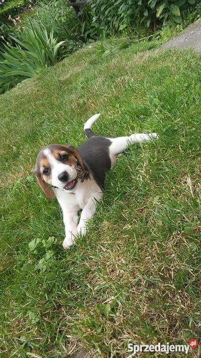 pieski rasy BEAGLE Leszno sprzedam