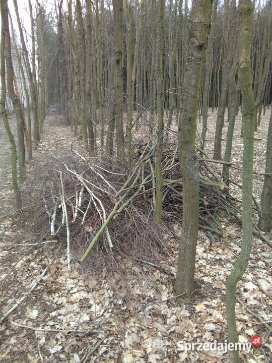 Oddam gałęzie Sosna brzoza dąb Sochaczew