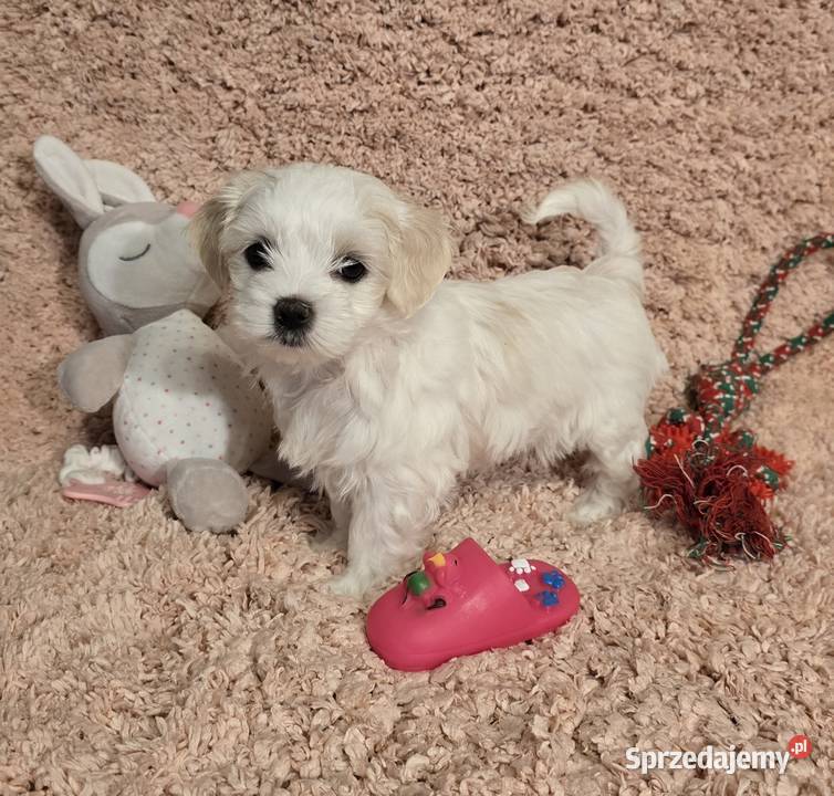 Morkie York Maltańczyk Suczki i Pieski Siewierz