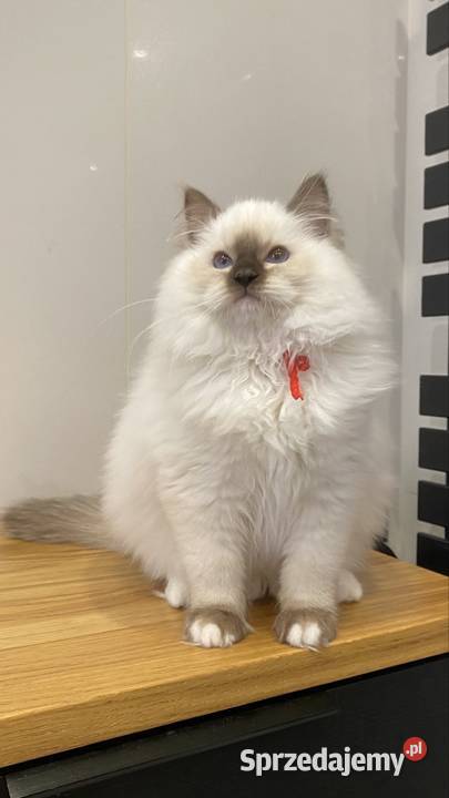 Piękna duże czekoladowa koteczka hodowlana Ragdoll Katowice