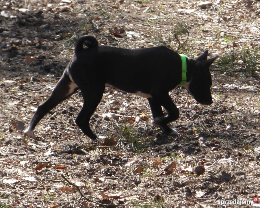 Szczenięta Basenji TEDI Z GREMLINKOWA Pabianice