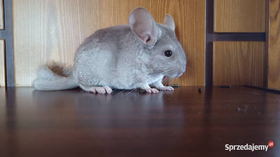 Szynszyle szynszyla młode kolorowe