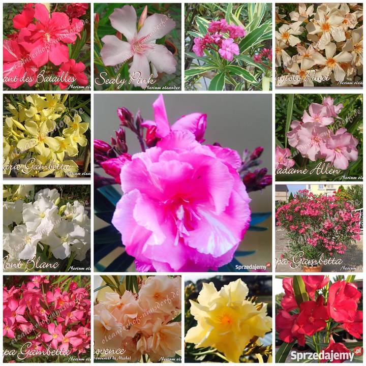 Sadzonki oleander o pachnących kwiatach na Brzeźnica