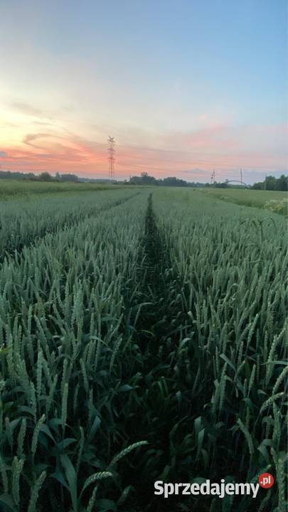 Pszenica Cayenne nowość ozima sprzedam