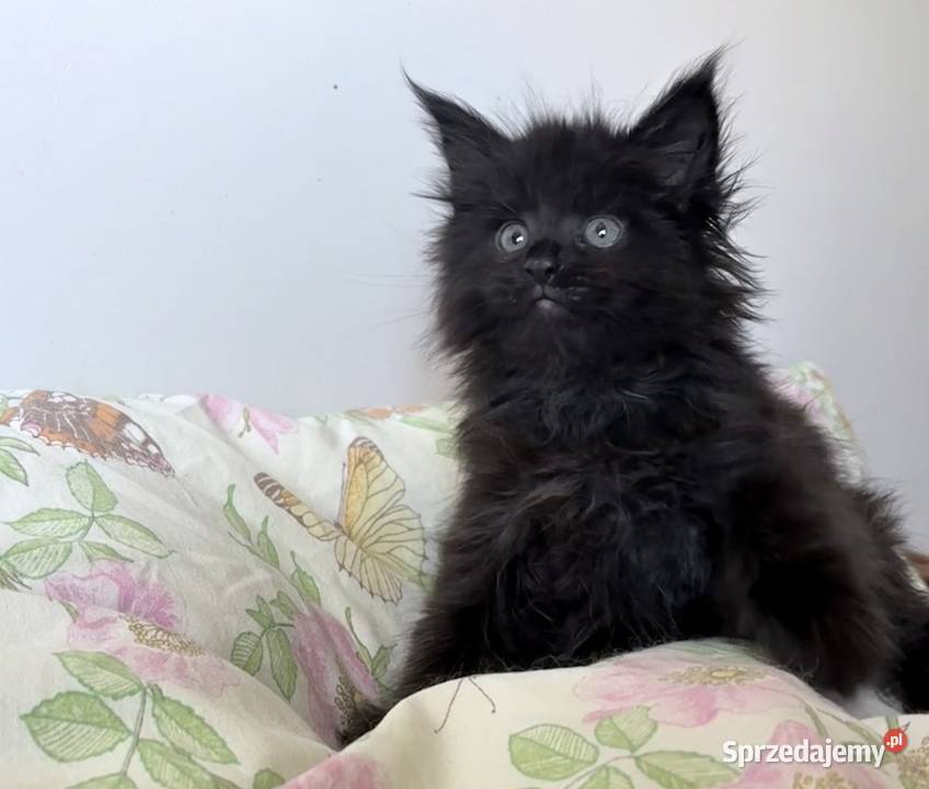 Maine Coon Kocięta importach Wińsko