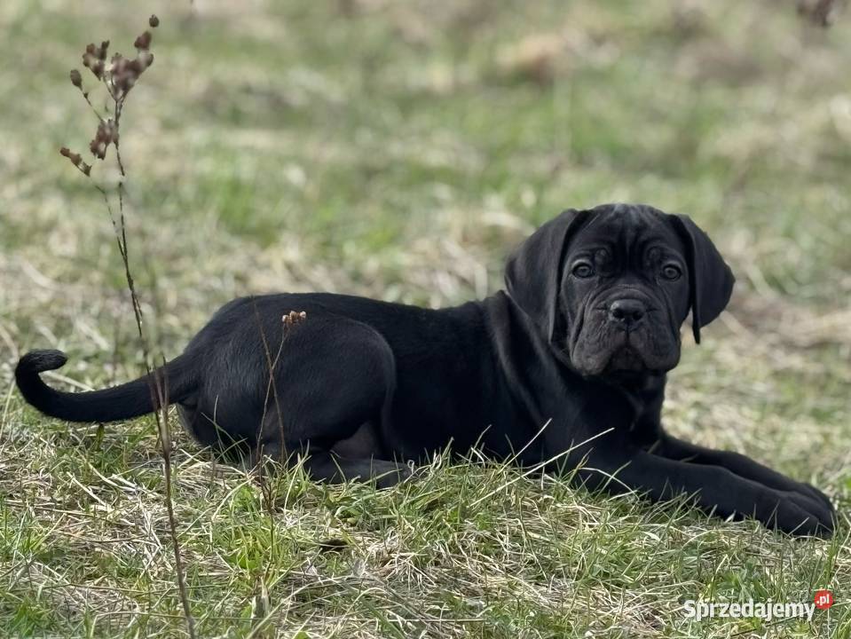 Piękna suczka Cane Corso z domowej hodowli Szczecin