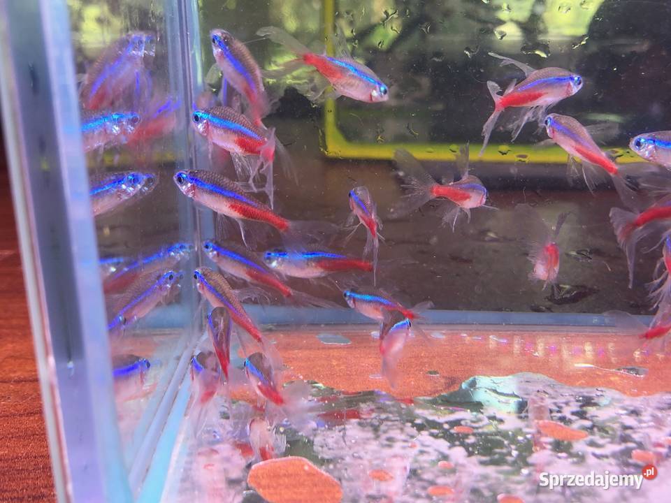 Neon Inesa Welonowy Justynów