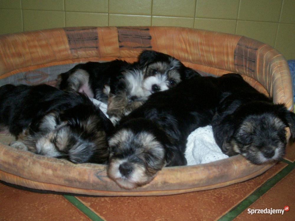 Biewer Yorkshire a la PomPon suczki Inowrocław sprzedam