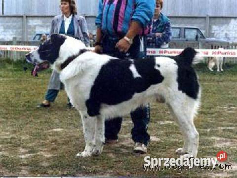 Owczarek Środkowoazjatycki zapowiedź miotu Owczarek Konin