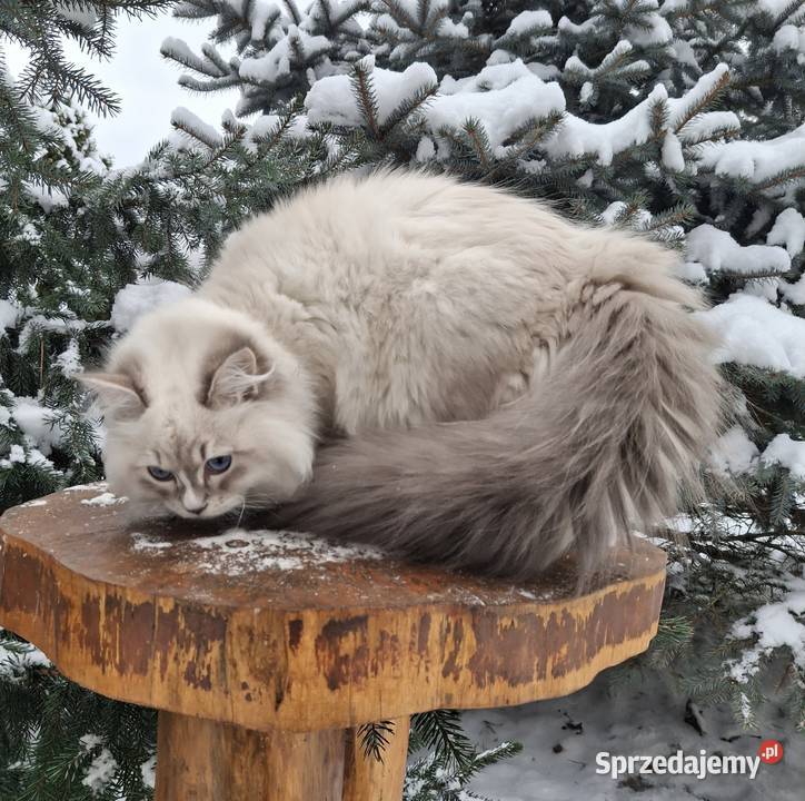 Sprzedam kocurka Żyrardów sprzedam