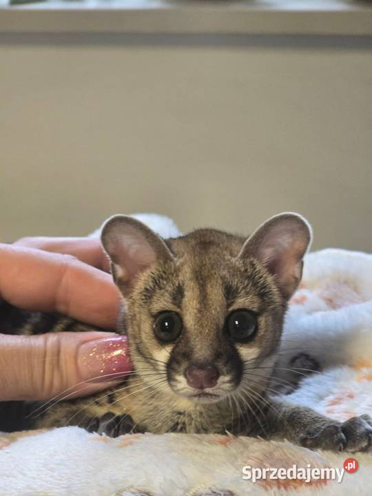 Żeneta lamparcią Genetta maculata
