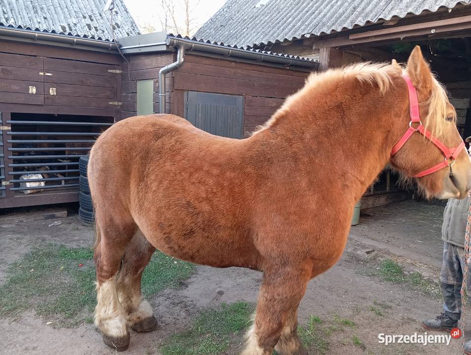 Konie klacze źrebaki Wygoda
