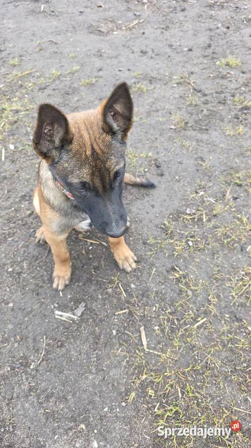 Owczarek belgijski Skierniewice sprzedam
