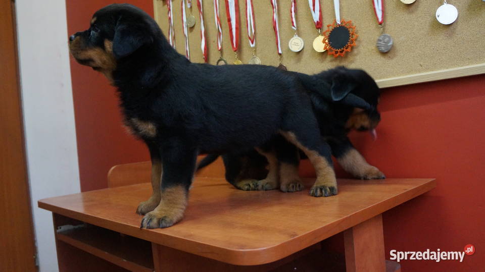 szczeniaki rottweiler Bydgoszcz