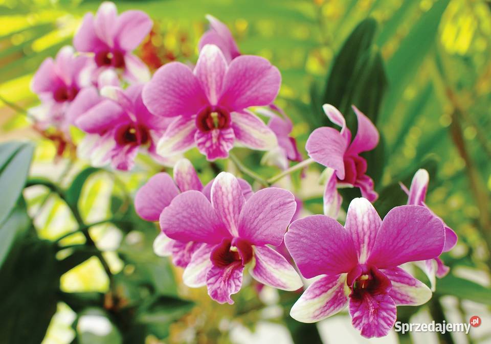 Tapeta fototapeta Kwiaty 3402VE