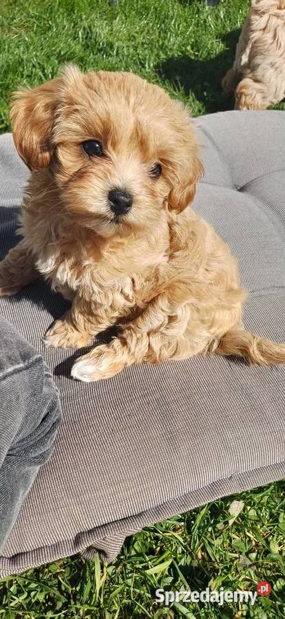 Szczenięta Maltipoo Gorlice
