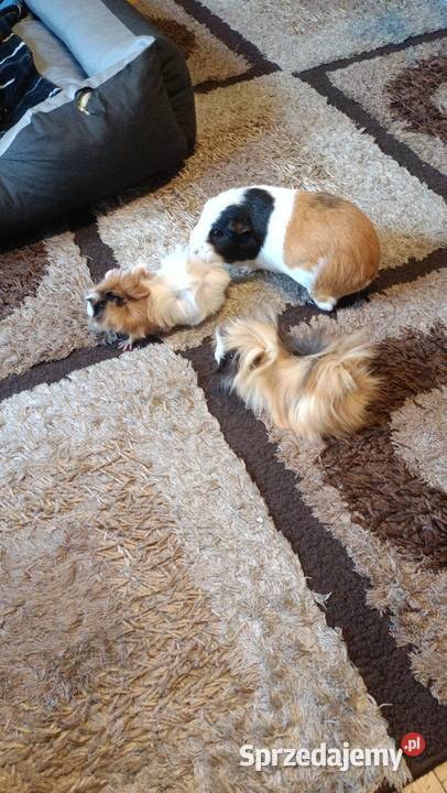 Świnki morskie 3 samiczki Warszawa