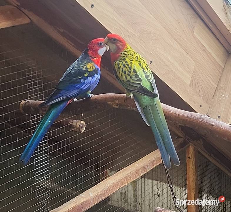 Sprzedam papugi rozelle królewskie górskie Ptaki małopolskie Nowy Sącz sprzedam