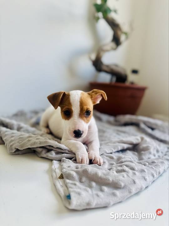 Uroczy Jack Russell Terrier z rodowodem Poznań