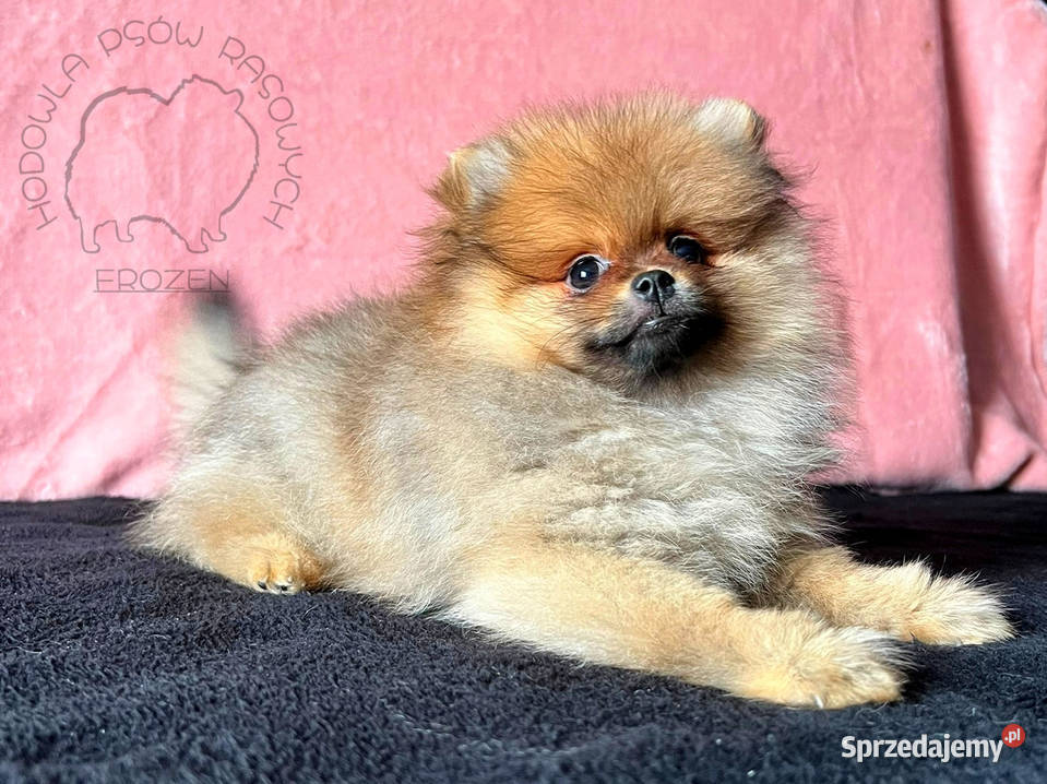 Szpic Miniaturowy Pomeranian suczki łódzkie Łódź