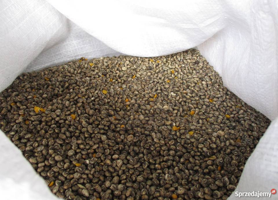 Łubin żółty słodki szerokolistny wielkopolskie Wymysłowo