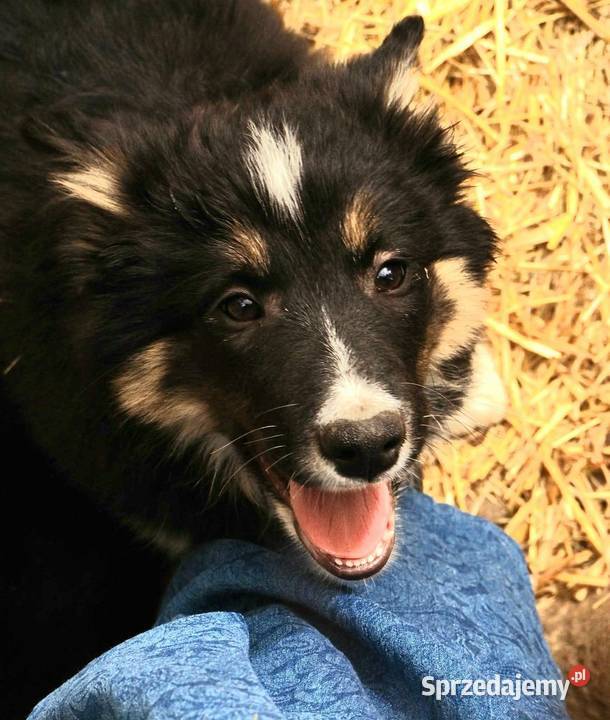 Hodowla FCI oferuje szczenięta border collie Milanówek