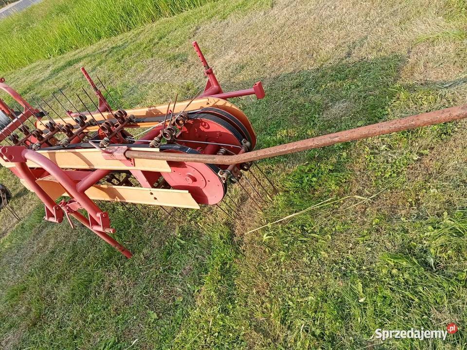 Sprzedam pająka tasmowke nieuszkodzony