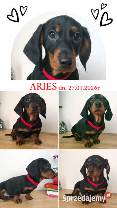 SAMIEC Jamnik krótkowłosy Czarny podpalany ARIES Kraków