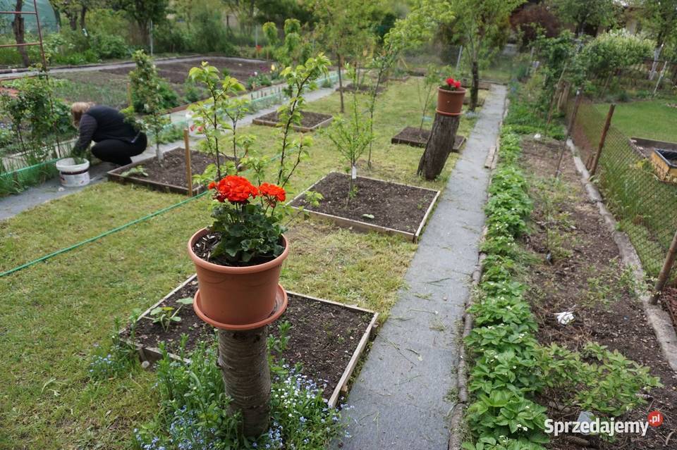 Sprzedam działkę ROD Lotnik Stachowicka Wrocław