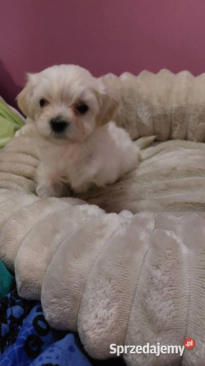 Maltipoo szczeniaczki suczki Zwierzęta mazowieckie Ciechanów