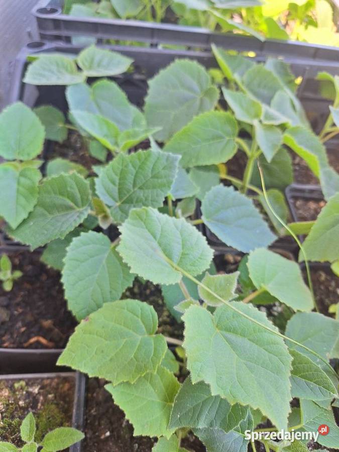 Paulownia Shan Tong w doniczkach p9 I korzeń lubelskie Dorohucza