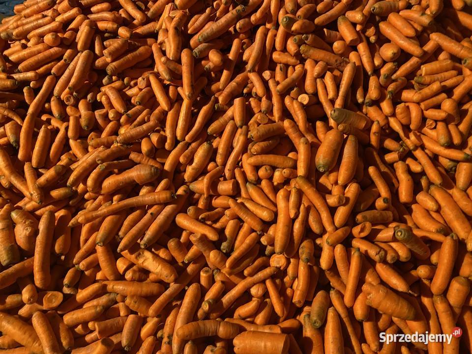 Marchew odpadowa paszowa kapusta odpadowa Nasielsk