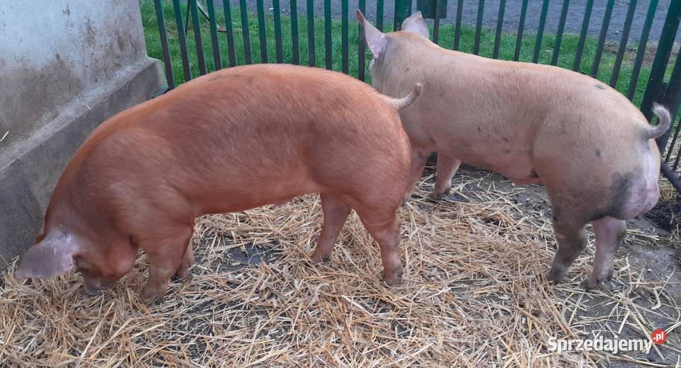 knurki Duroc x Pietrain Strzałkowo sprzedam