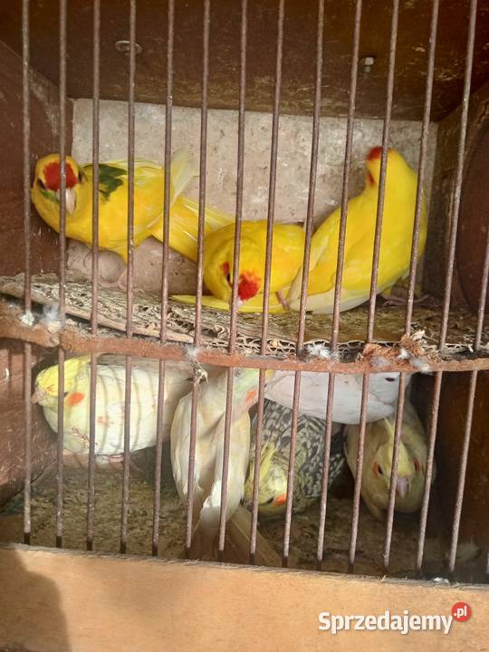 Nimfy Ptaki Wawrzeńczyce