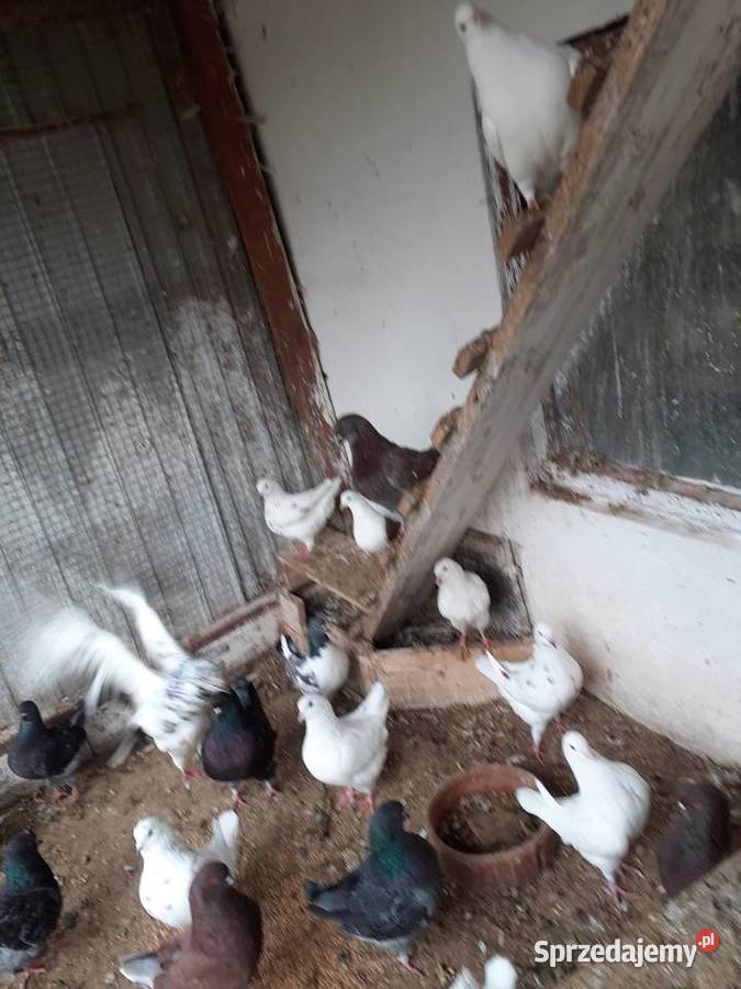 Kingi gołębie Ptaki Staszów