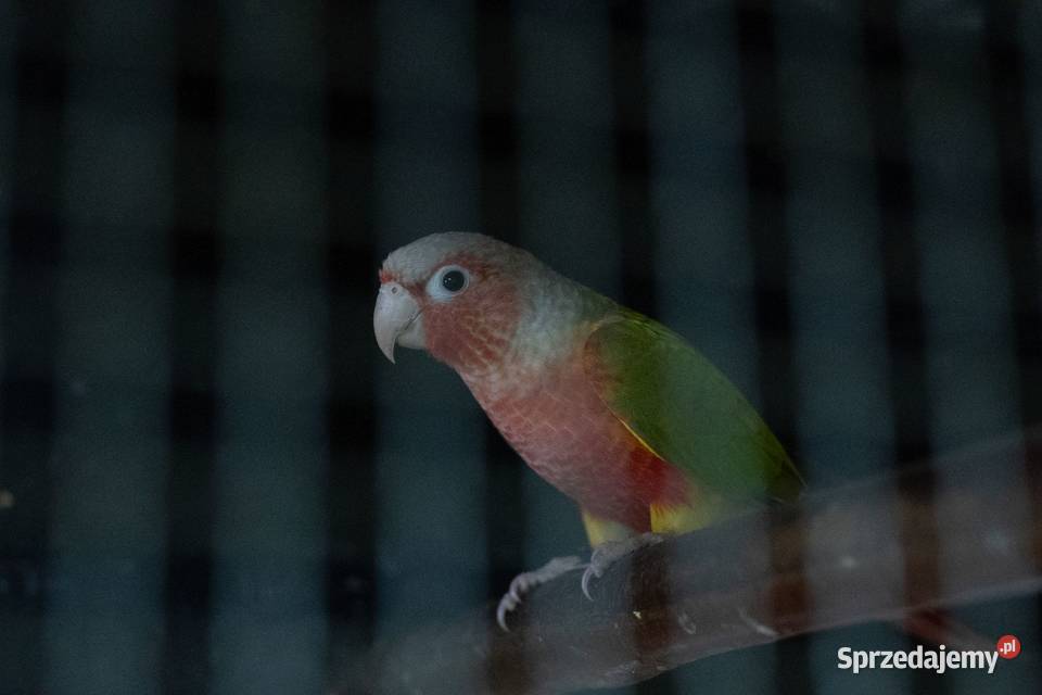 Rudosterka Red Face Samiec podkarpackie Chmielnik