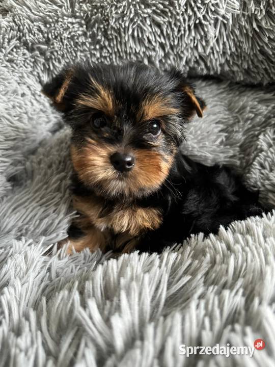 Yorkshire Terrier Chłopiec Rodowód Chip Wyprawka Częstochowa