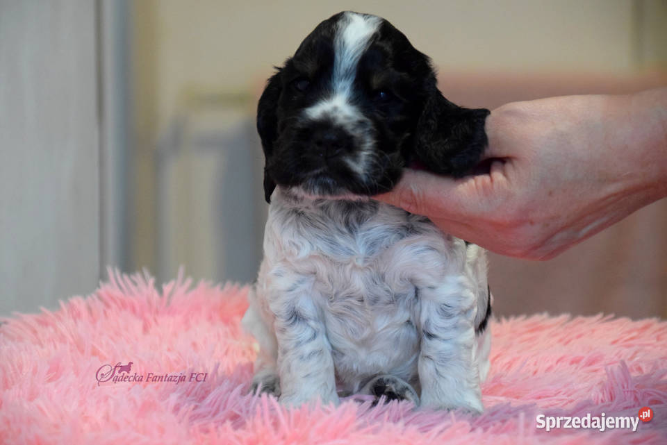 Cocker Spaniel Angielski BonBon Nowy Sącz sprzedam