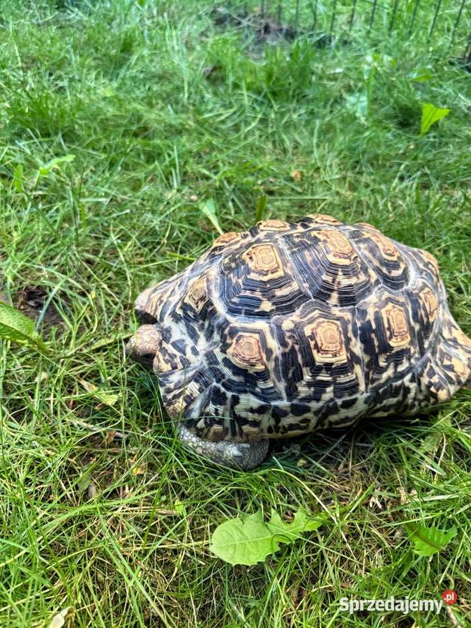 Żółw Lamparci Stigmochelys pardalis ur 2017 Leah mazowieckie Warszawa