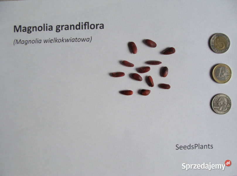 MAGNOLIA WIELKOKWIATOWA Magnolia grandiflora Lubanie